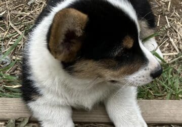 AKC Corgi Puppies