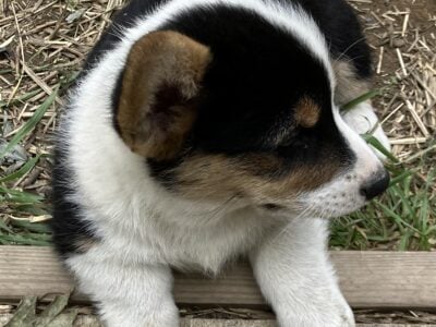 AKC Corgi Puppies