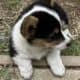 AKC Corgi Puppies