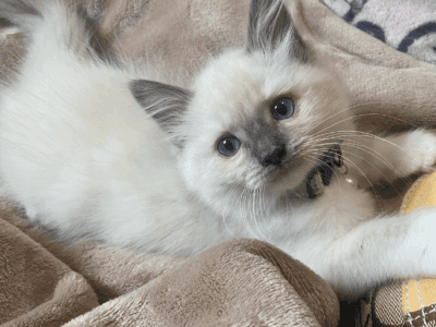Lucy – Blue Point Mitted Ragdoll Kitten