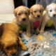 Goldendoodles