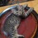 American Bobtail kittens available Purrfect! ❤️
