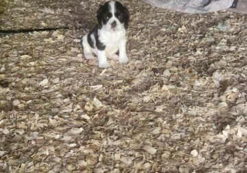 Male Cocker Spaniel pup