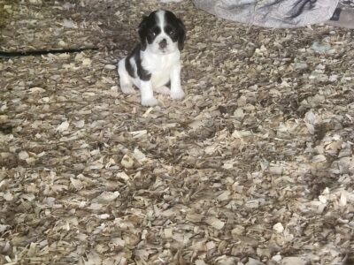 Male Cocker Spaniel pup