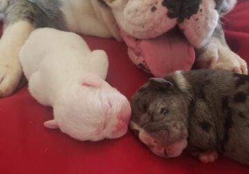 Exotic puppies