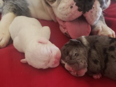 Exotic puppies