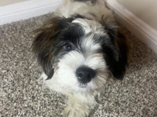 🐾 Meet Charlie – Your New Best Friend! 🐾