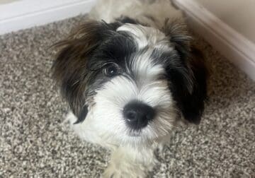 🐾 Meet Charlie – Your New Best Friend! 🐾