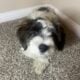 🐾 Meet Charlie – Your New Best Friend! 🐾