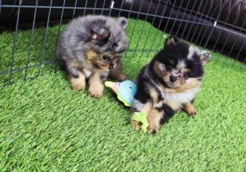 2 female pomeranians