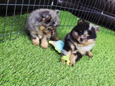 2 female pomeranians