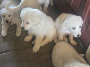 Great Pyrenesss and Anatolian puppies for Sale