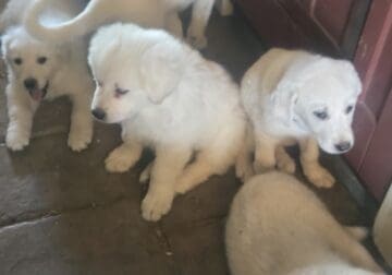 Great Pyrenesss and Anatolian puppies for Sale