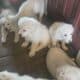 Great Pyrenesss and Anatolian puppies for Sale
