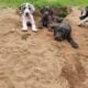Great Dane Puppies