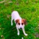 Cookie (beagle and jack russel terrier mix)