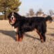 Full AKC Registration – Beau