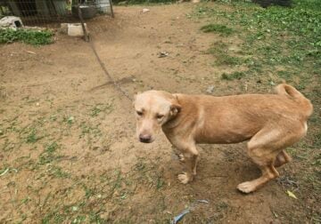 Priss (2yr old female pitsky)