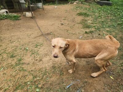 Priss (2yr old female pitsky)