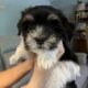AKC Havanese Gorgeous Female Pups