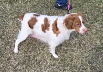 proven breeding pair of Brittany spaniels