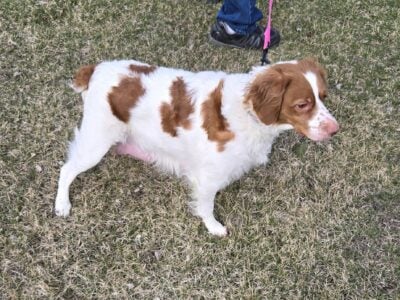 proven breeding pair of Brittany spaniels