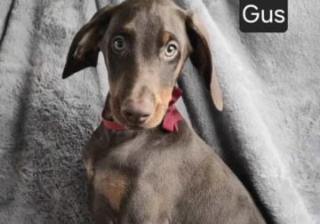 “Gus”