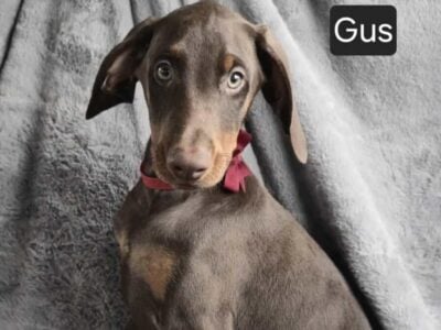 “Gus”