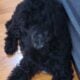 Standard poodles puppies