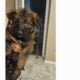 Purebred German Shepherd Puppies