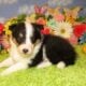 AKC Sheltie Puppies Ready Now Sable and Tricolor