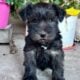 Mini Schnauzer Puppies
