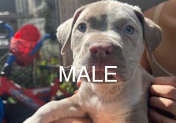 Xl American bully