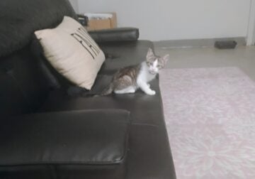 Free Kitten