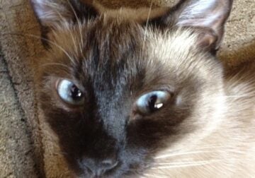 Rehome Cat