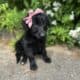 Doodle Puppy