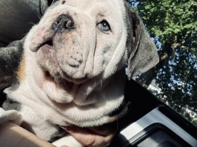 Atlas