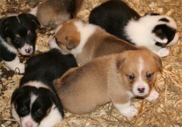 AKC Pembroke Welsh Corgi’s in WI