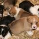 AKC Pembroke Welsh Corgi’s in WI
