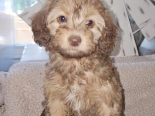 Toy Aussiedoodle