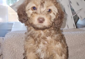 Toy Aussiedoodle
