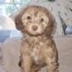 Toy Aussiedoodle