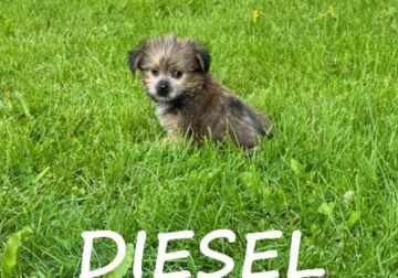 Diesel Male Shorkie Puppy