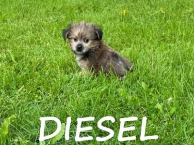 Diesel Male Shorkie Puppy