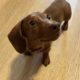 Female Mini Dachshund Puppy