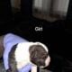 Blue Merle Puppys 5/11/25