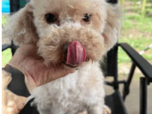 Female poodle