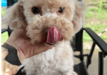 Female poodle