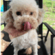 Female poodle