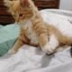 7 Week Old Male Longhair Kitten